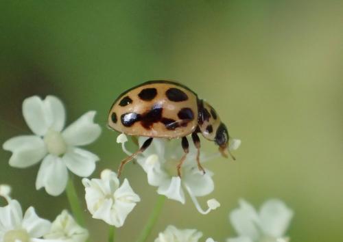 Tytthaspis sedecimpunctata